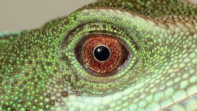 Ett rött ödleöga.