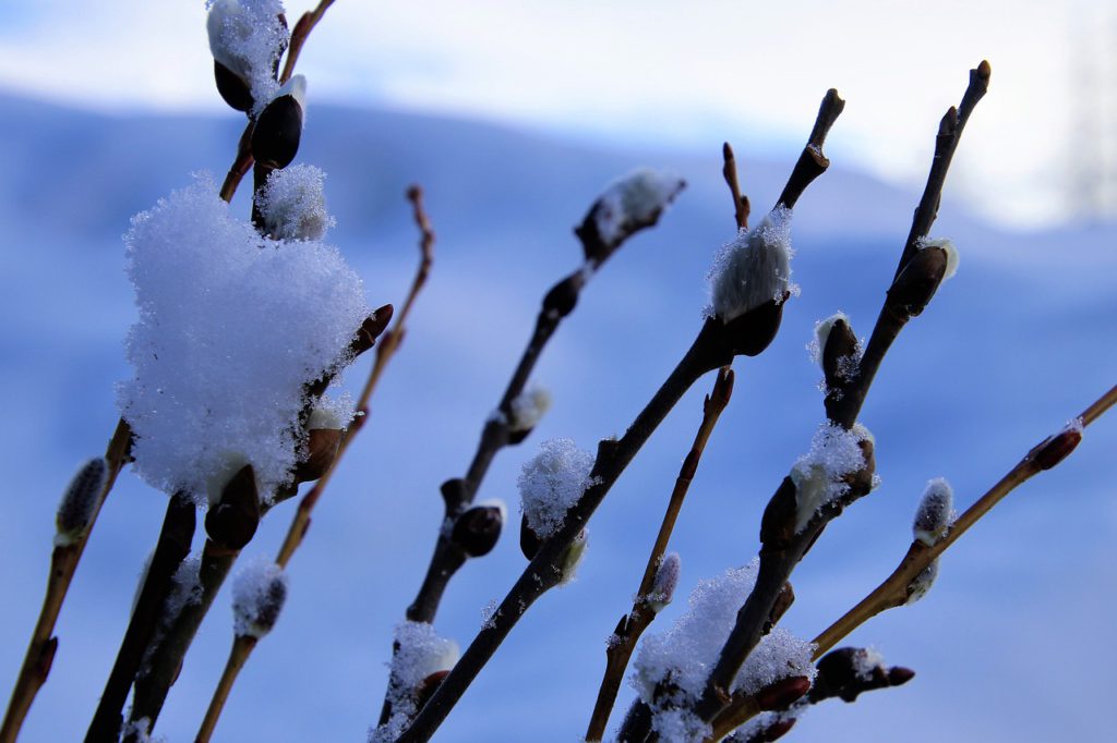 Snö på några kvistar