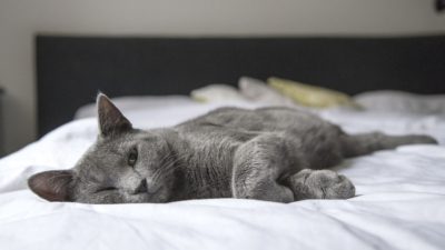 En grå katt som ligger på en säng med vita lakan.