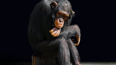 En schimpans