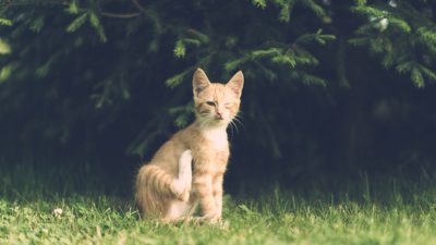En röd-vit katt sitter i gräset, den blundar med ena ögat.