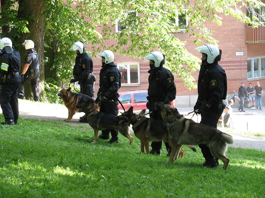 Poliser står uppradade på en gräsmatta och håller i sina polishundar.
