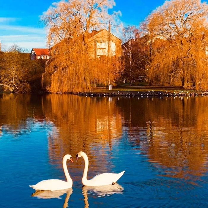 Två svanar nära varandra i en damm i en park