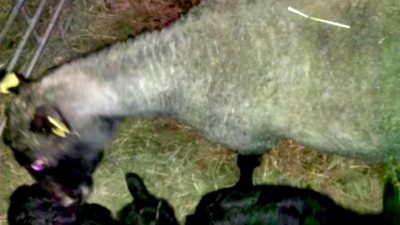 en vit tacka och tre nyfödda lamm