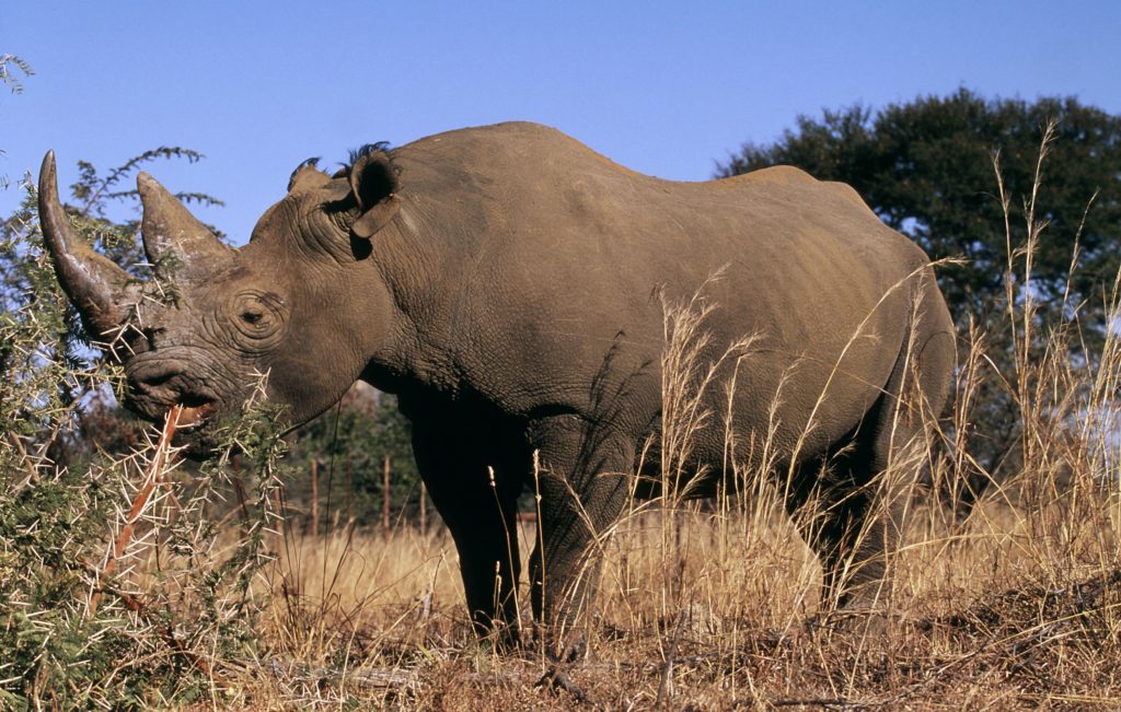 Veckans fördjupning noshörningar.